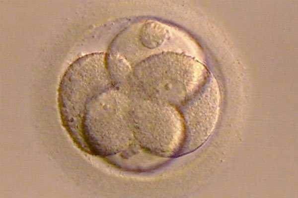宿松县有女性捐卵_试管婴儿胚胎移植着床需要几天？着床有什么感觉
