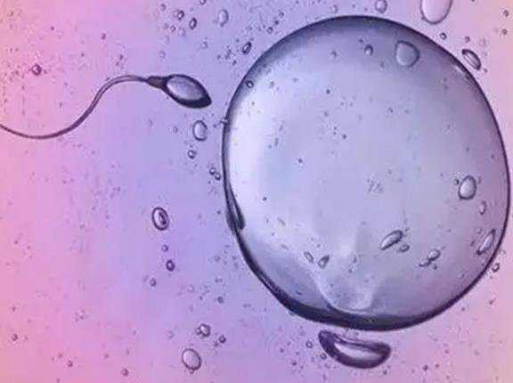捐卵的联系我_泰国试管婴儿多移植几个胚胎是否能提高成功率？